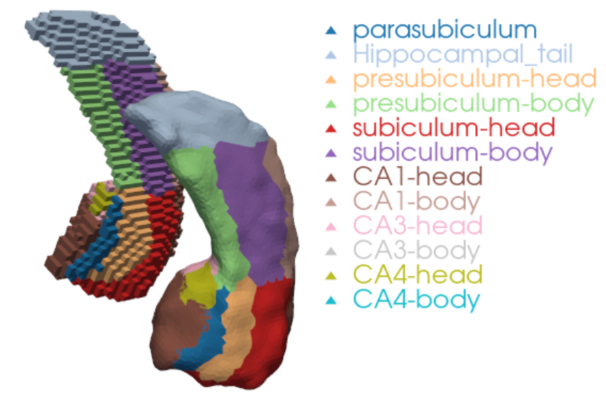 surface-based right hippocampus next to its volume-based segmentations